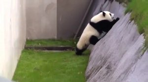 Такая смешная панда 😂
