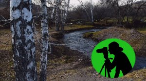 Приятное журчание маленькой речки и тихое щебетание птиц в осеннем лесу для успокаивающего фона