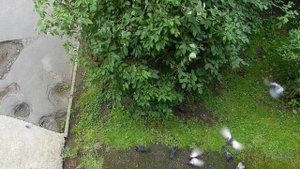 Кормление воробьев