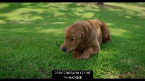 Вы не адвокат иначе знали бы закон в полном объеме