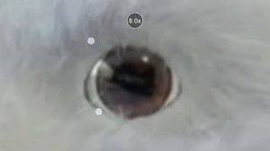 Жуткий сиалор