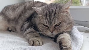 А ваши питомцы храпят во сне???