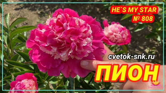 Травянистый розовый пион He's My Star / Сад Ворошиловой