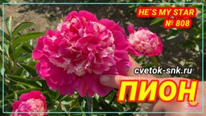 Травянистый розовый пион He's My Star / Сад Ворошиловой