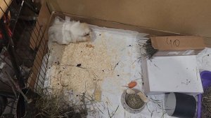 Припасы морских свинок Улли и Пулли