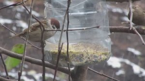 Как Воробьи и синички уживаются возле кормушки  в ноябре месяце