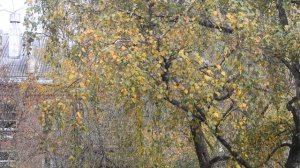 Стайка больших синиц на березе 245854841