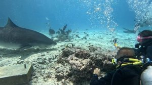 460 Фувамула Дайвинг с тигровыми акулами.mp4