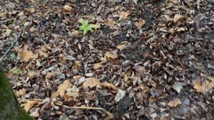 У нас в лесу снова появились кабаны. 26.10.2025г.