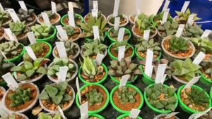 Кактусы и суккуленты. Выставка-продажа цветов г.Воронеж 25.10.2025г.