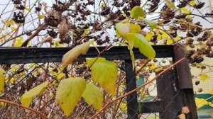 05-11-2025 осенние листья в ноябре