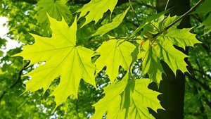 Там, где клён шумит (Клён) (перепевка,кавер-версия) Советские песни