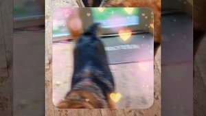 1000039247.mp4 (Собака смотрит на монтаж электропроводки (распайку р/коробок) в доме А-фрейм)