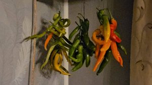 2 Ноября..Всем хорошего настроения. Гирлянды из перцев🌶🌶🌶