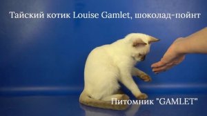 Тайский котик Louise Gamlet, 4 месяца 8 дней, шоколад-пойнт ищет хозяев!