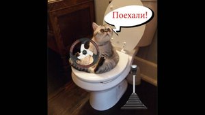 - ПОЙМАЙ, ЕСЛИ СМОЖЕШЬ! Приколы с котами! - С ОЗВУЧКОЙ! Смешные коты и КОШКИ!!!