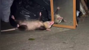 Опоссум случайно увидел своё отражение в зеркале, словил инсульт