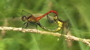 Весна. Стрекозы / Spring. Dragonflies