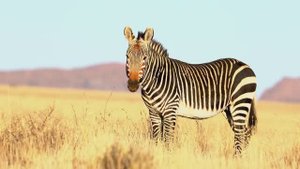 ВОСХИТИТЕЛЬНАЯ РОМАНТИЧЕСКАЯ МУЗЫКА, ЧТО ГРЕЕТ ДУШУ