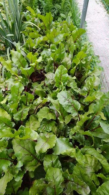 Обзорчик огородика. Лета 2025, севера, продолжение. 3 августа