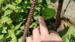 Сеянец магнолии в нашем саду летом 2025