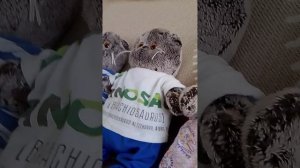 влог с басиками (обзор на комнату)