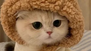 Мультфильм