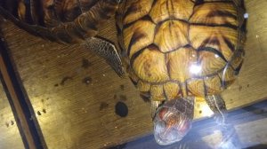 Красноухие черепахи 🐢 вечер 05-11-2025