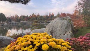 Ноябрь 2025 Японский сад в Краснодаре Обзор