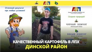 Отзыв о применении удобрений на картофеле в ЛПХ Динского района