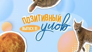Спасение черепахи в Санкт-Петербурге и законопослушные бразильские капибары. "Позитивный улов"