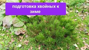 Подготовка хвойных к зиме