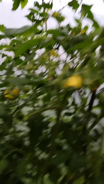 Обзор на большую теплицу, продолжение. Лето 2025, север. 3 августа