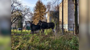 (Рыбинск-40) ЛОСИ НА ПРОГУЛКЕ