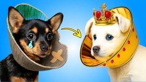 🐶 Тайное спасение щенка 💎 Богатая девушка помогает бедному псу!