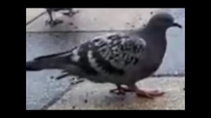 слив обновление в голубь