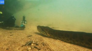 Уникальные кадры - Гигантская Анаконда под водой в Амазонке