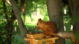 Кошачий телевизор, собачий телевизор, белки и птицы у кормушки