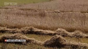 В горах Дагестана собирают полбу