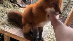 Лиса-Алиса. Утренние задумчивые лисы