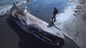 На берегу Охотского моря нашли голову кита