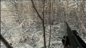 Охота на зайца-беляка в Омской области