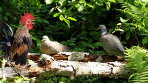 Дикие голуби