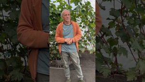 Вопрос зимовки молодого саженца - резать или не резать ✂️