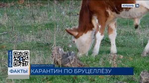 Карантин по бруцеллезу крупного рогатого скота ввели в Лабинском районе