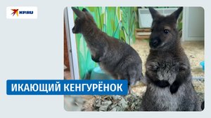Икающий кенгурёнок Кипарис из Челябинского зоопарка попал на видео