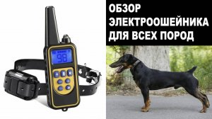 Электрошоковый ошейник для дрессировки собак, РАСПАКОВКА и ОБЗОР Kingstar