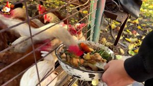 Куры осенью очень счастливы 🤗😂😜  (6)