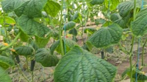 Сравнение огурца Корвин и Северин во втором обороте. Краснодарский край,  5 ноября 2025 год.