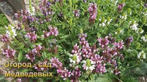 Редкий гость на наших клумбах - Черноголовка